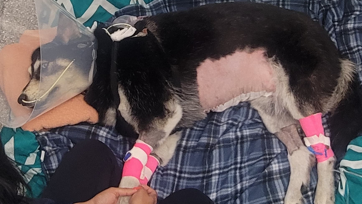 Rain’s Emergency Surgery campaign photo, 1 of 8