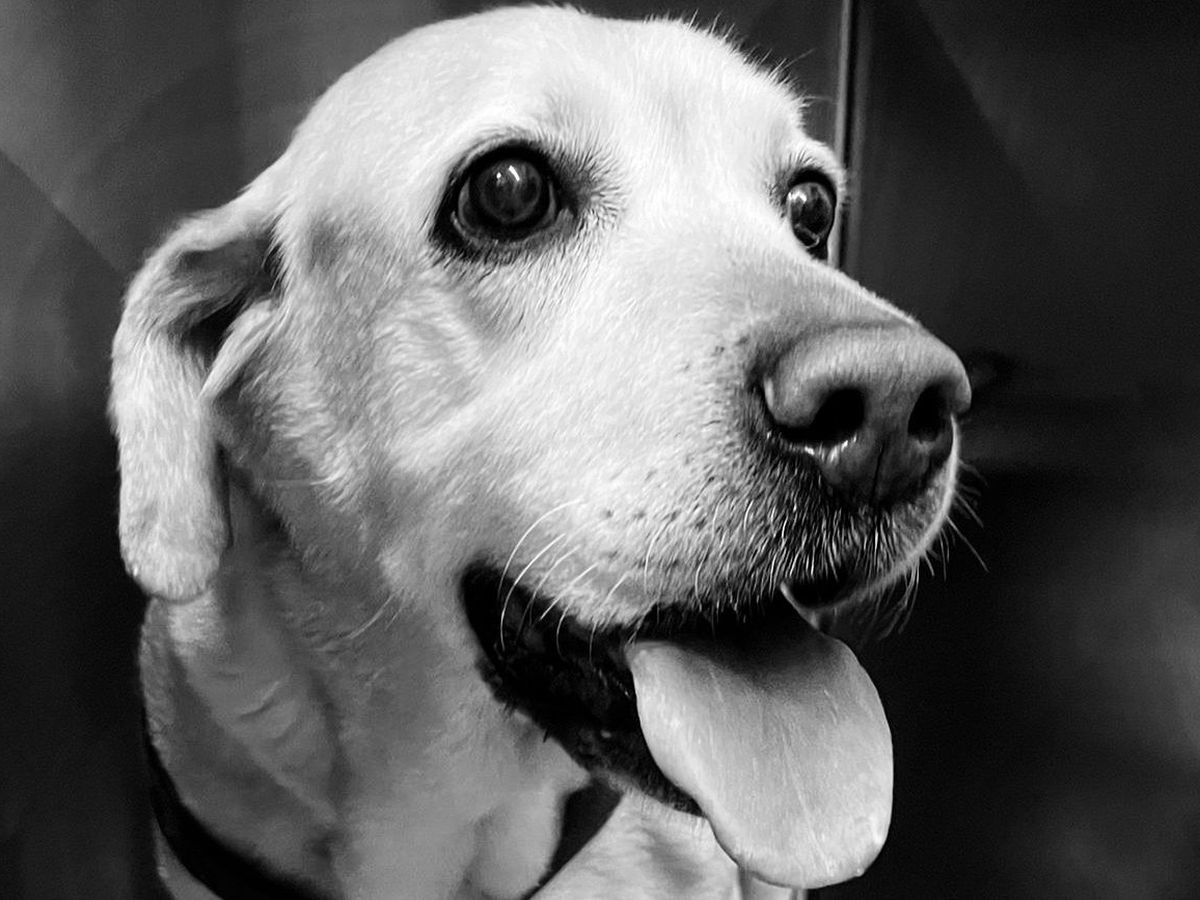 Ajude a Bleu Rescue a continuar a salvar vidas! campaign photo, 1 of 8