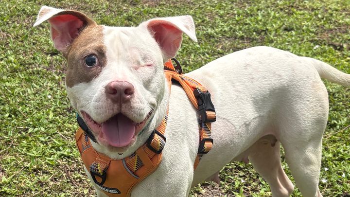 Help Crystal and Paw Patrol Animal Rescue & Sanctuary campaign photo, 1 of 3