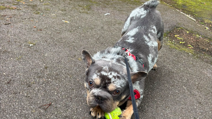 Help Our Adopted Boy Milo Breathe and Live the Life He Deser campaign photo, 1 of 8