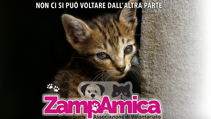 Kampagnen-Foto für Help for Sicily’s Forgotten Cats – Support ZampAmica, 1 von 8