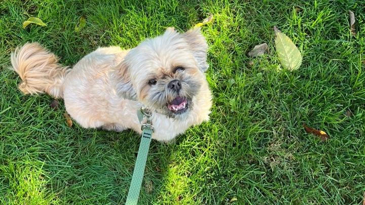 Help Honey Get Life-Saving Surgery campaign photo, 1 of 8