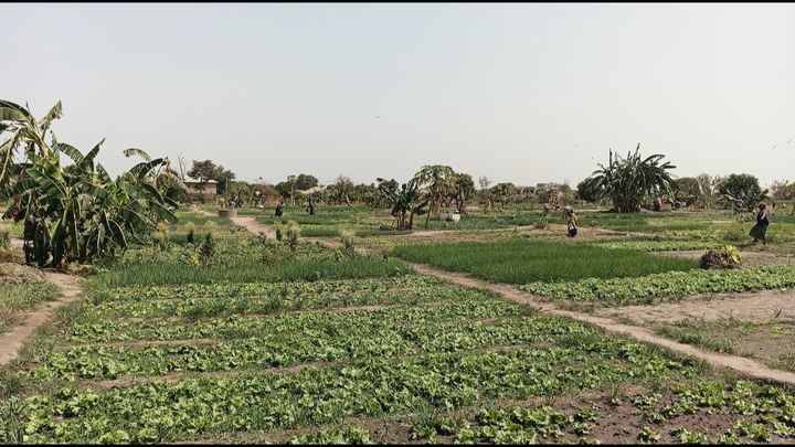 Support Gambian Families with Seeds for Prosperity campaign photo, 1 of 4