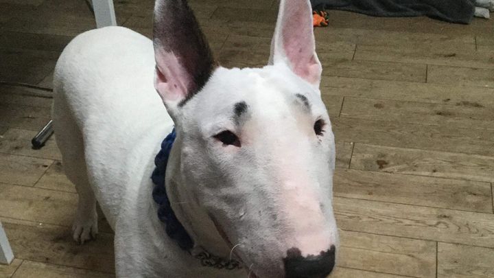 Fundraiser By Claire Millar Coco The Bull Terrier