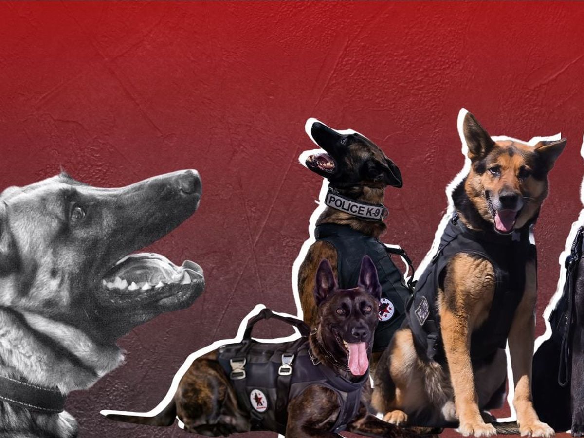 Fundraiser’s main image
