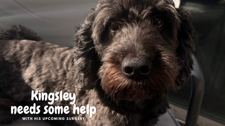 Help Leah & Andy Cover Kingsley's Emergency Surgery Costs campaign photo, 1 of 7