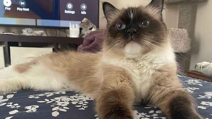 Help Jenna and AJ support Chicken’s $7000 surgery campaign photo, 1 of 4