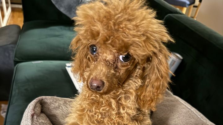 Alfie’s Surgery Fund campaign photo, 1 of 8
