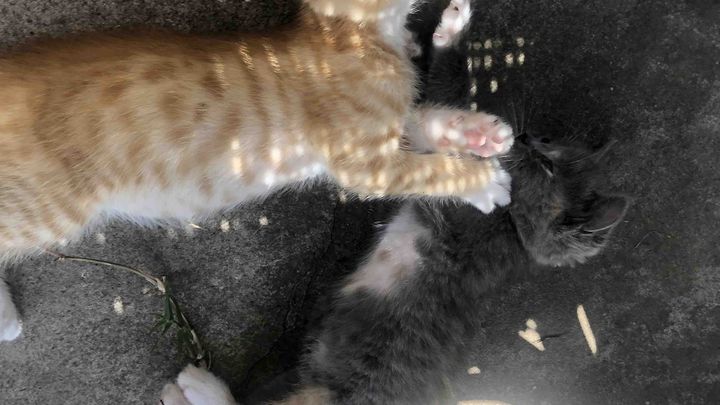 Penshurst Cats campaign photo, 1 of 2