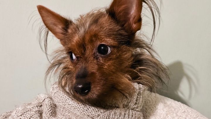 Please, need help with Lucy’s Surgery campaign photo, 1 of 5