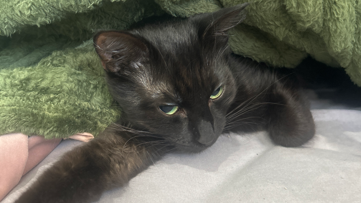my cats life campaign photo, 1 of 3