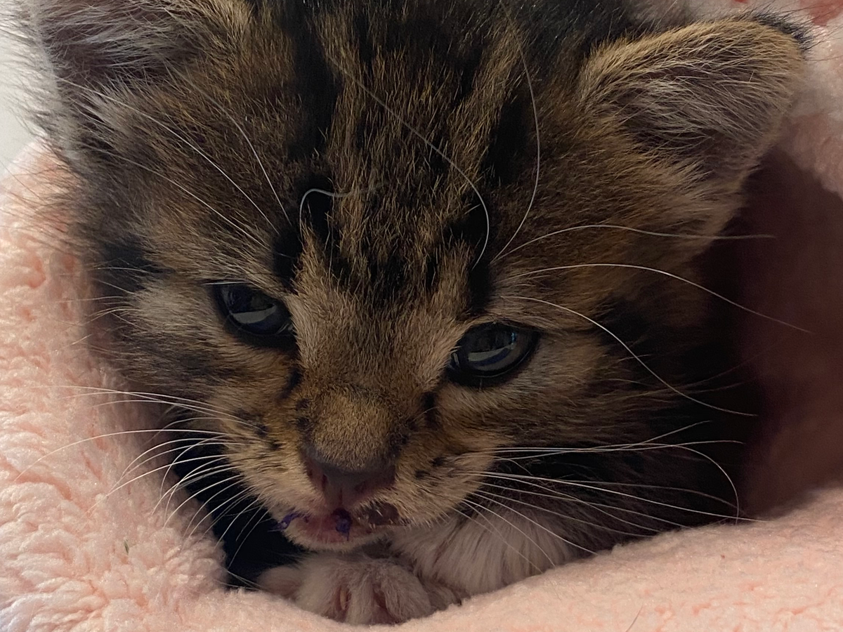 Donate to Help an Injured Kitten Recover campaign photo, 1 of 8