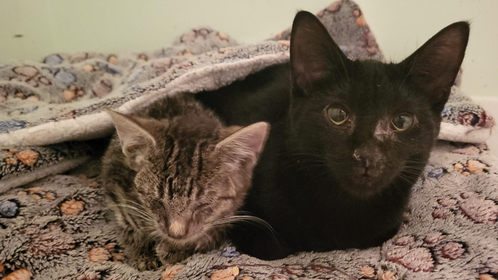 From Critical Care to Recovery:Help Save Sick Cats & Kittens campaign photo, 1 of 6