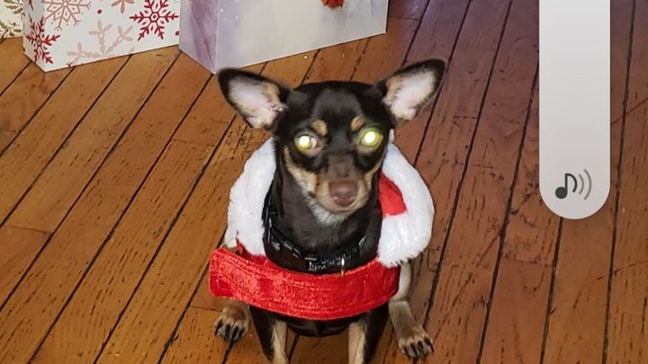 Give Sammy a Chance to Bark Again campaign photo, 1 of 7