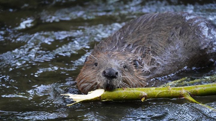 Help Launch Canada's First National Beaver Organization! campaign photo, 1 of 8