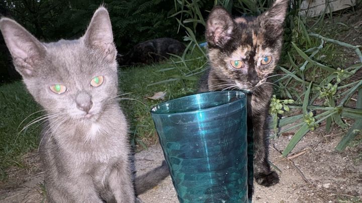 Help Me Keep Neighborhood Cats Fed campaign photo, 1 of 8