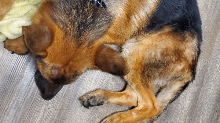 Fundraiser By Jess Adkins Severely Neglected German Shepherd fundraiser-by-jess-adkins-severely-neglected-german-shepherd