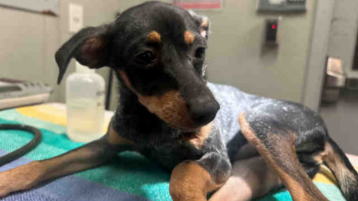 Support Yoshi's Urgent Medical Care campaign photo, 1 of 3