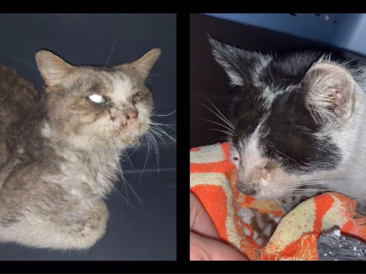 Fundraiser by Gia Alas : Help for Two Neglected & Lifeless Stray Cats