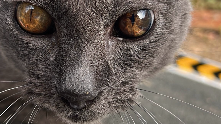 Help Protect and Care for more than 40 Rescued Cats campaign photo, 1 of 8
