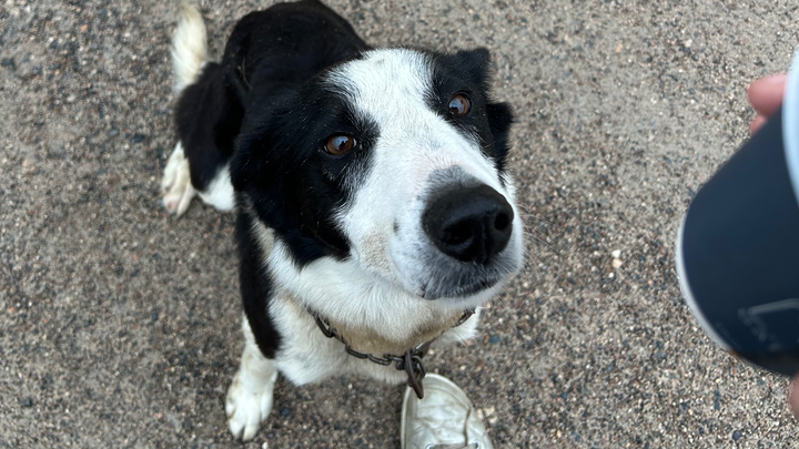 Help bring Laddie home healthy campaign photo, 1 of 4