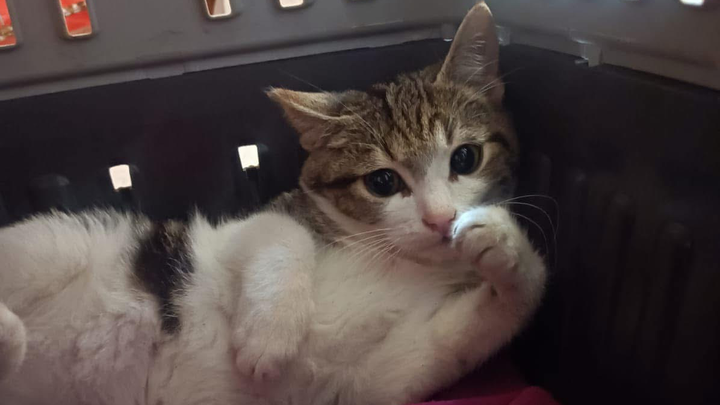 Fundraiser by Miriana Pia Lo Giudice : Salviamo Zoppetto. É