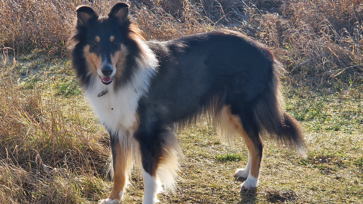 Hilfe für Colliehündin Enni campaign photo, 1 of 8