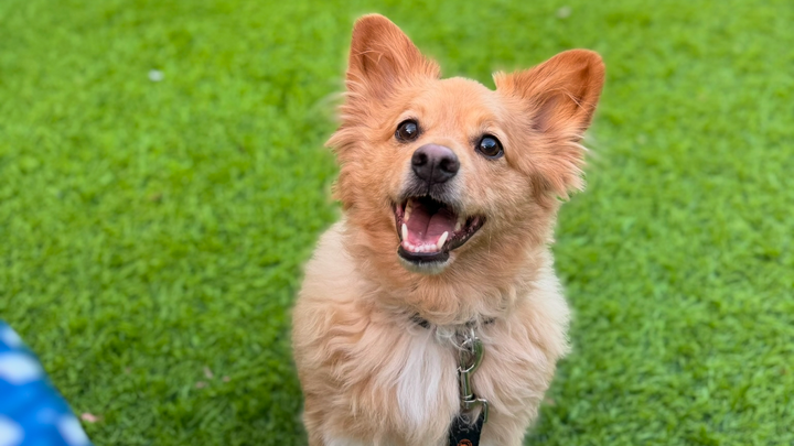 Help Save Beans – Everyone’s Best Friend