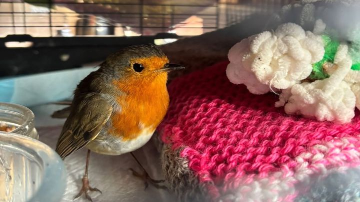 Pixie’s Wildlife Rescue campaign photo, 1 of 3