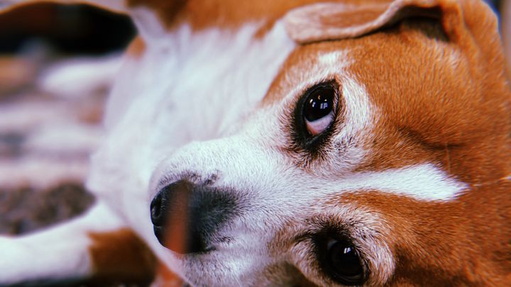 Bailey’s Surgery campaign photo, 1 of 2