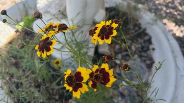 Hope 4 Esraa's Family