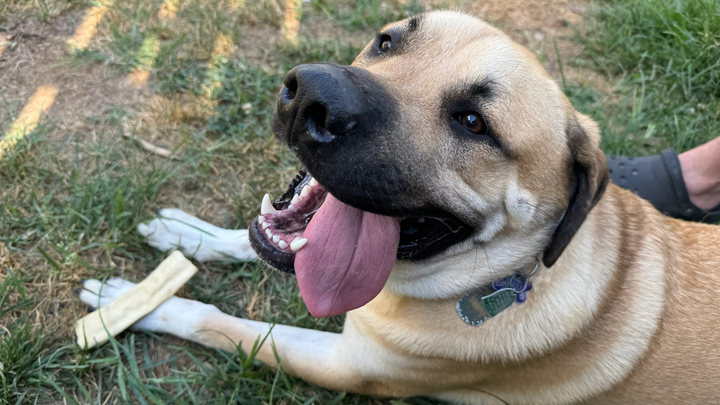 Help Tato Heal: Support His Surgery campaign photo, 1 of 8
