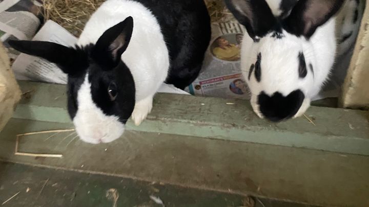 fundraiser-by-laura-birch-rabbit-vaccinations-save-lives