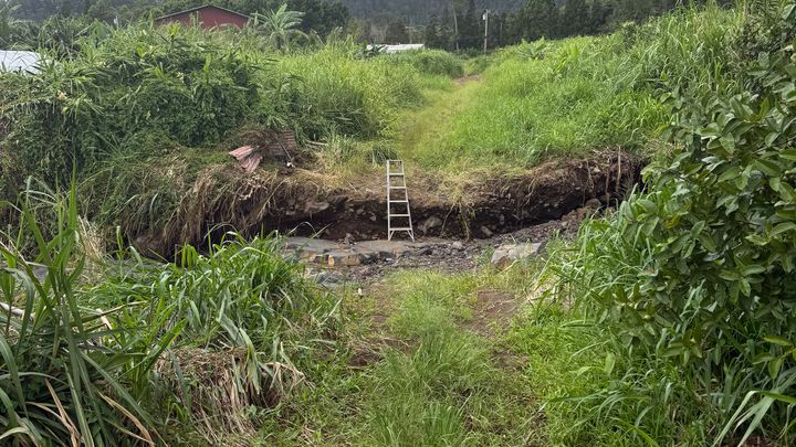 Help Ancient Valley Growers Replant After Kona Low and Lala campaign photo, 1 of 3