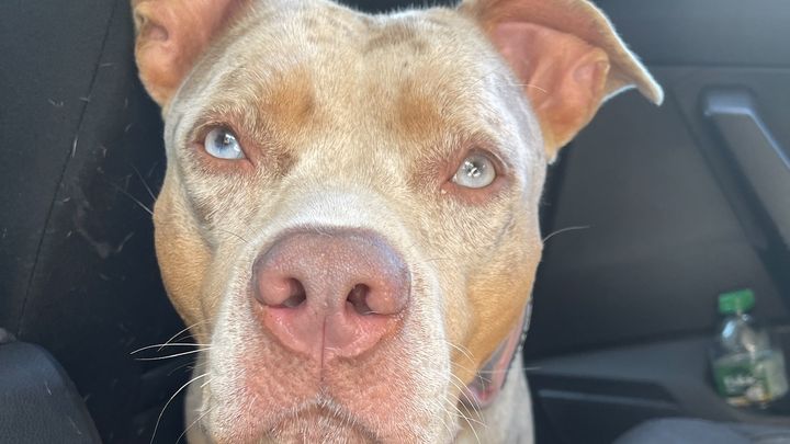 Reigns Pyometra Surgery campaign photo, 1 of 7