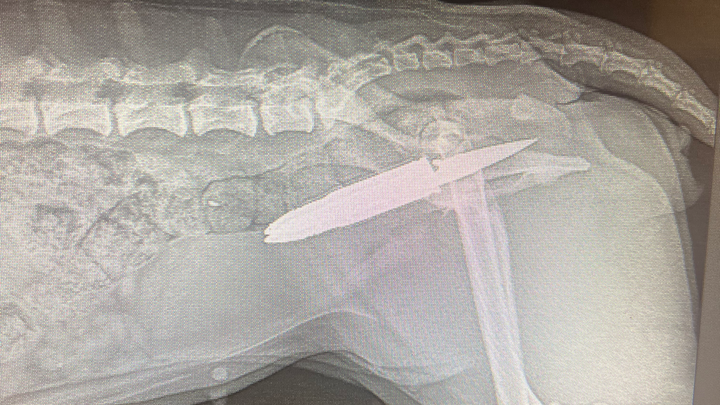 Urgent Surgery Needed for Abused Puppy campaign photo, 1 of 8