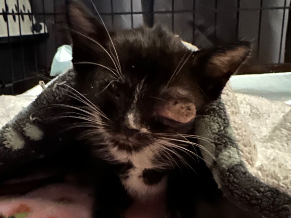 Help 3 Kittens Get Eye Treatment & Surgery campaign photo, 1 of 6