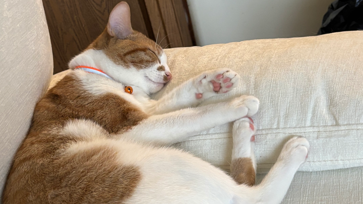 Urgent Care for Mango’s Asthma campaign photo, 1 of 5