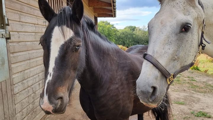 Help Us Feed Our Sanctuary Family campaign photo, 1 of 4