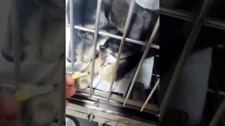 Help Save an Injured Dog • Ayúdanos a salvarla video thumbnail, 1 of 7