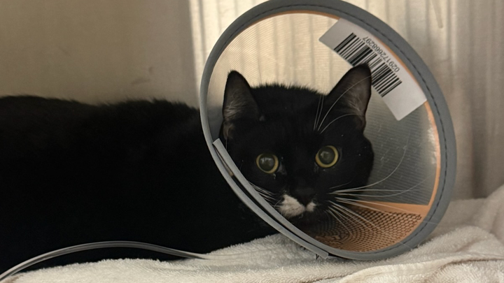 Support Baloo’s Recovery Journey campaign photo, 1 of 8