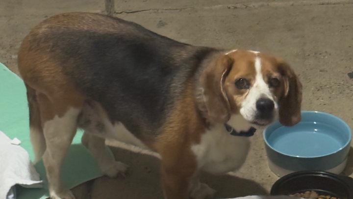 Give Sadie a Second Chance at Health and Love campaign photo, 1 of 4