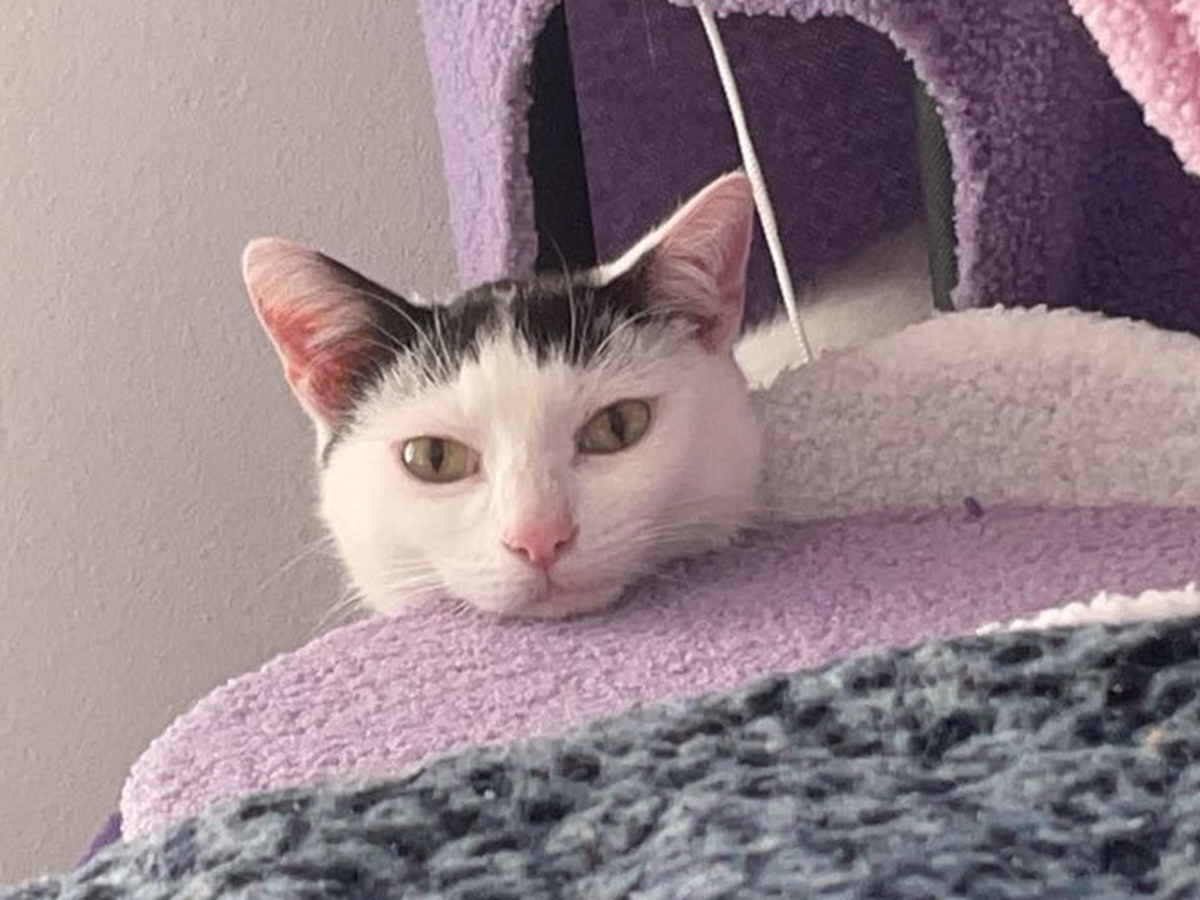 Emergency Vet Care for Stevie campaign photo, 1 of 8