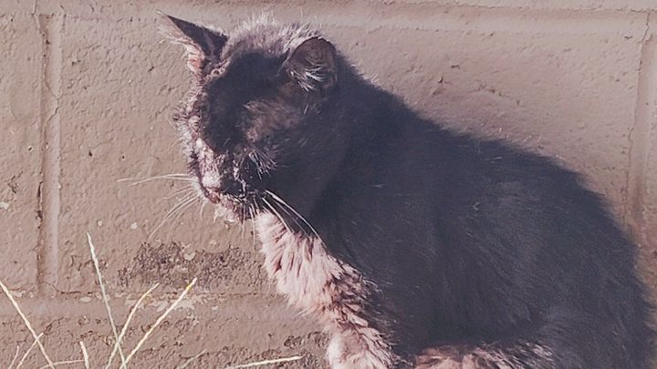 Help Jerry the Black Cat Get Well campaign photo, 1 of 8