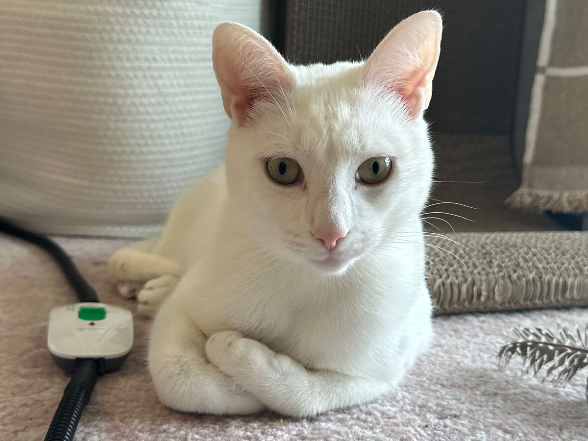 Fundraiser by Alex Beall : Support Oscar's Journey to a Pain-Free Life