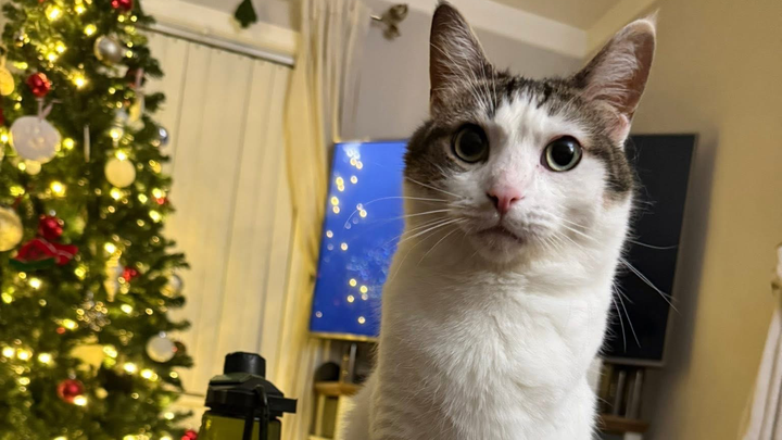 Help Danielle's Cat Nolan Get the Care He Needs campaign photo, 1 of 8