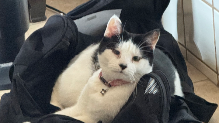 Help Save Haley's Cat Bunny (Ayuan) from FIP campaign photo, 1 of 8