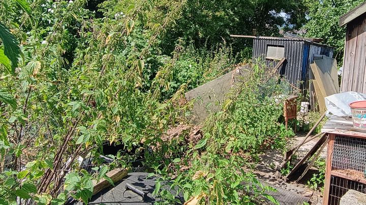 Help Us Transform Our Forgotten Allotment campaign photo, 1 of 6
