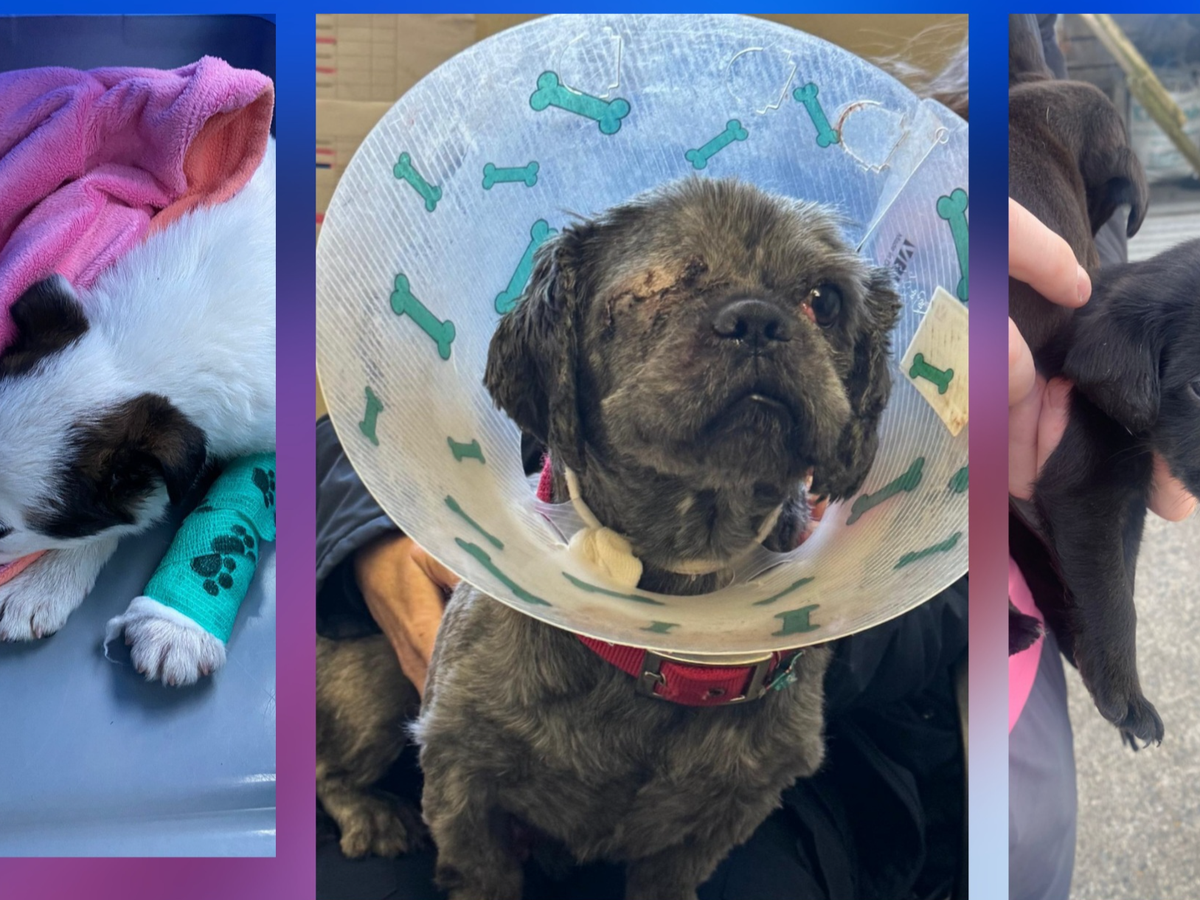 Fundraiser by Cara Rescue Dogs : Cara Rescue Dogs Funds Appeal