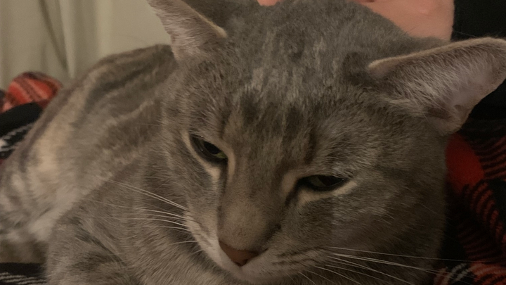 Help Rescue Cats from Abusive Home campaign photo, 1 of 3